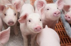 В ФГБУ «ВГНКИ» работают над созданием ПЦР-методик для диагностики актинобациллезной плевропневмонии свиней