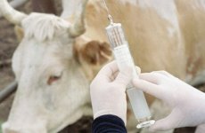 3,1 миллиарда доз ветеринарных вакцин импортировали в Россию в ноябре