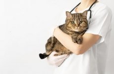 СПЕЦИАЛИСТЫ КДЦ ФГБУ «ВГНКИ» С 1 ПО 7 АВГУСТА ПРОВЕЛИ 276 ИССЛЕДОВАНИЙ
