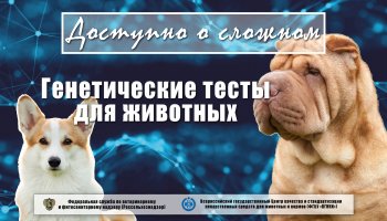 Генетические тесты для животных – способ узнать своего питомца лучше