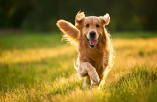 Видео: специалист ФГБУ «ВГНКИ» – об эффекте препарата, замедляющего старение собак