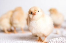 Ученый ФГБУ «ВГНКИ» завершила фазу исследований по применению биостимуляторов при инкубации яиц