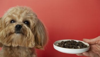 В ФГБУ «ВГНКИ» не выявили указанный на упаковке белок животного происхождения в корме для щенков