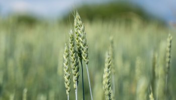 ФГБУ «ВГНКИ» подвело итоги сертификационной деятельности в 2025 году   