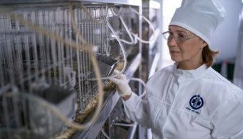 ФГБУ «ВГНКИ» разрабатывает методику для дифференциации штаммов вируса инфекционного бронхита кур в вакцинных препаратах